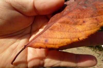 ソメイヨシノの葉　葉と茎の境目に蜜腺があります。アリなどが好んでやってくる。