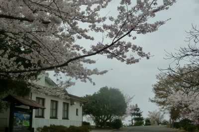 ビジターセンター前の桜