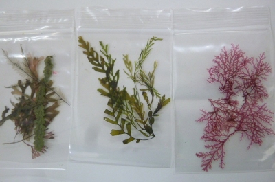 海藻や海草