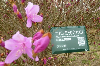 コノハミツバつつじ
