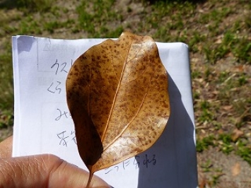 冬芽は赤褐色した長卵形で先端はとがり多数の芽鱗に包まれ  ています。