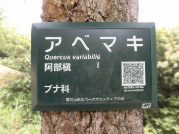 スマホをかざせば樹木の説明がなされます。